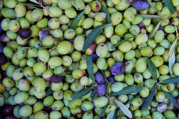 Olive Harvest In Spring Time