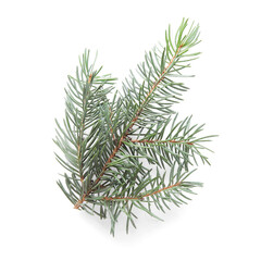 Beautiful fir branches isolated on white background