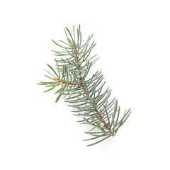 Beautiful fir branch isolated on white background