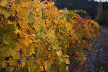 Yellow old vineyard at sunset time