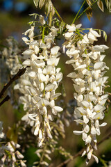 White flowers of a silky wisteria (w. brachybotrys 'alba'), it is native to Japan