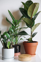 Fototapeta na wymiar Home green plants in pots on a white background
