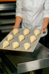 The baker puts fluffy raw croissants laid out on parchment on baking sheet to bake in the oven