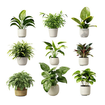 Conjunto o coleccion de plantas verdes de interior en maceta aisladas sobre fondo transparente