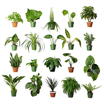 Conjunto o coleccion de plantas verde de interior aisladas sobre fondo transparente
