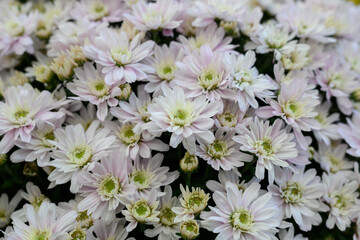 日本の秋の花、菊。ピンク色の花びらが可愛い。