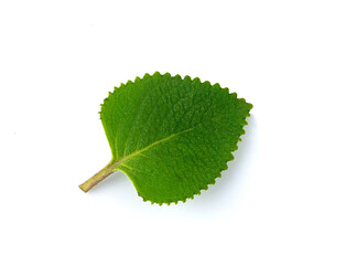 fresh coleus amboinicus leaf on a white,isolated