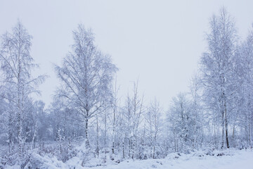 Fototapeta na wymiar winter snowy cloudy landscape with trees