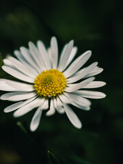 Obraz premium daisy flower