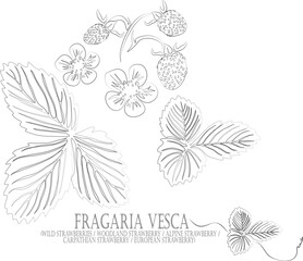 Woodland strawberry, Alpine strawberry, Carpathian strawberry or European strawberry vector contour. Fragaria vesca plant outline. Set of Wild strawberry. Contour drawing of medicinal herbs