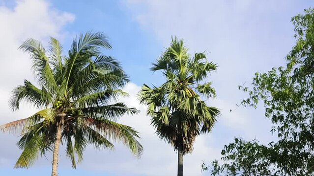 Coconut and palm trees blowing in the wind against blue sky background.