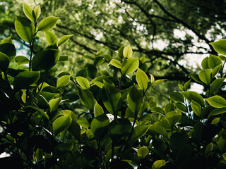 green leaves background
