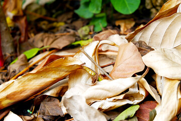 Sustainability organic fertilizer dry leaves pile covering earth control global warming composting gardening backyard home plant copy space stock photo