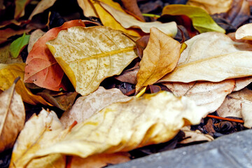 Sustainability organic fertilizer dry leaves pile covering earth control global warming composting...