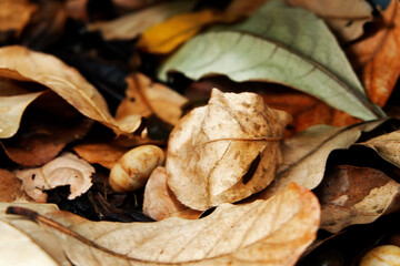 Sustainability organic fertilizer dry leaves pile covering earth control global warming composting...