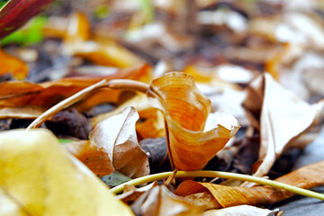 Sustainability organic fertilizer dry leaves pile covering earth control global warming composting...