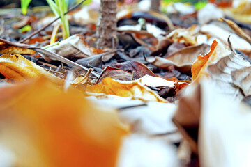 Sustainability organic fertilizer dry leaves pile covering earth control global warming composting...