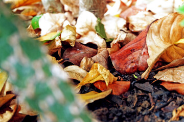 Sustainability organic fertilizer dry leaves pile covering earth control global warming composting gardening backyard home plant copy space stock photo