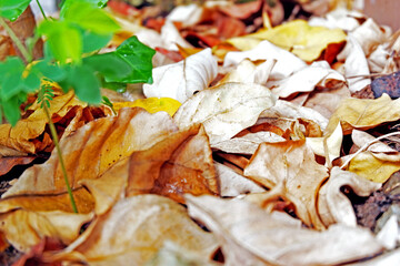 Sustainability organic fertilizer dry leaves pile covering earth control global warming composting...