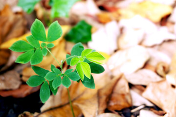 Sustainability organic fertilizer dry leaves pile covering earth control global warming composting...