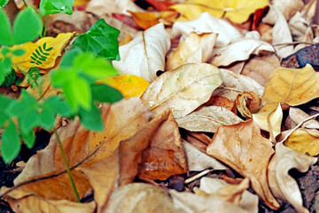 Sustainability organic fertilizer dry leaves pile covering earth control global warming composting...