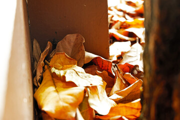Sustainability organic fertilizer dry leaves pile covering earth control global warming composting...