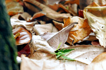 Sustainability organic fertilizer dry leaves pile covering earth control global warming composting...
