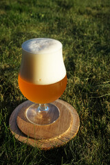 Light unfiltered beer in a glass on a wooden stand on a lawn in the rays of the setting sun