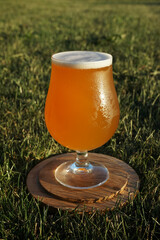 Light unfiltered beer in a glass on a wooden stand on a lawn in the rays of the setting sun