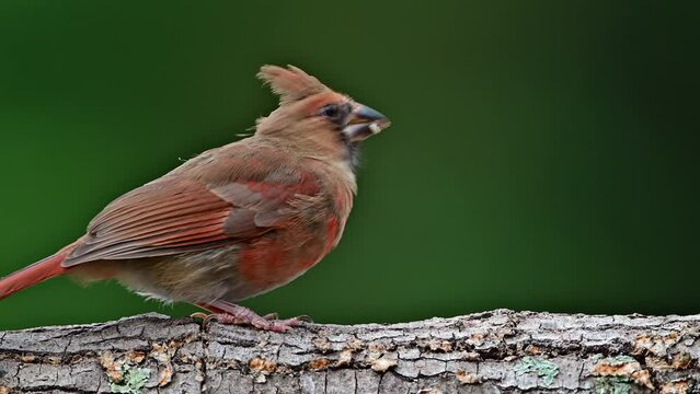 Female Cardinals feeding a fledgling on a dead log fallen in the woods 