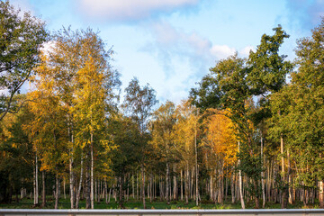 
autumn landscape with trees and blue sky