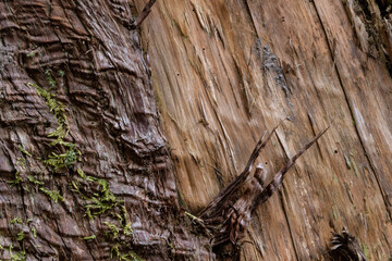 スギの木の表面