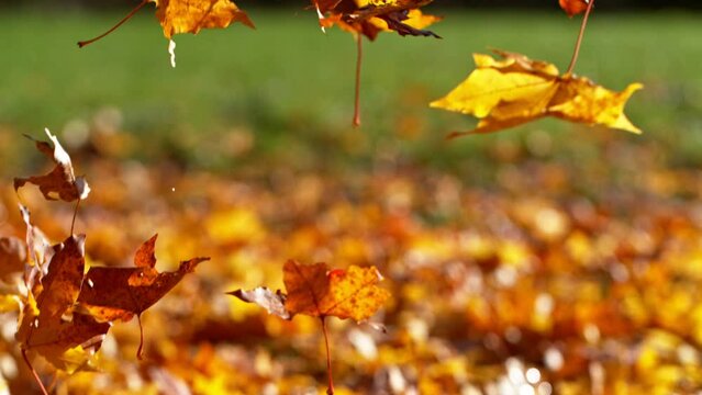 Super slow motion of falling autumn maple leaves. Filmed on high speed cinema camera, 1000 fps.
