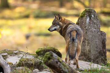 A European gray wolf is in the forest in autumn