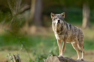 A European gray wolf is in the forest in autumn
