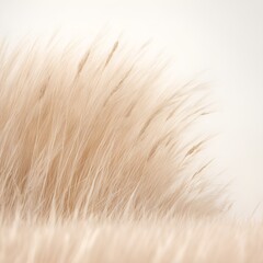 Beautiful dry grass meadow background.