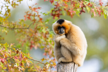 A Gibbon rests in a tree