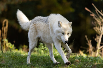 A white wolf runs in the forest