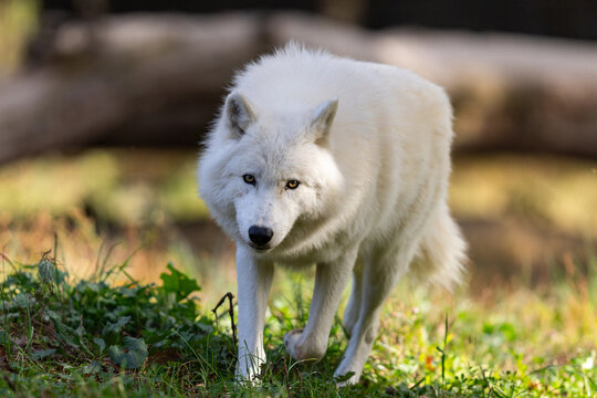 A white wolf runs in the forest