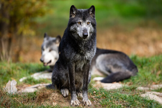 A black wolf rests in the forest
