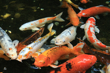 Obraz na płótnie Canvas Japan Golden Fancy carps and koi fishes in the pond.