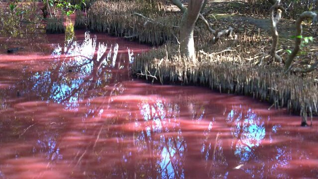 Nature landscape of pink waterway and mangroves root system during dry season, blue-green algae bloom, halobacterium salinarum detected in the water due to increase in salinity.