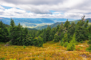 mountainous landscape in autumn. spruce trees on the grassy hills. beautiful outdoor scenery of carpathian countryside