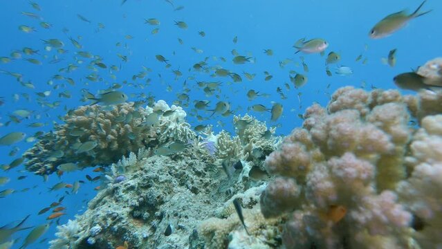 Pearl spot chromis exotic small fish schooling in coral reef close up. Tropical damselfish swimming underwater. Marine life exploring