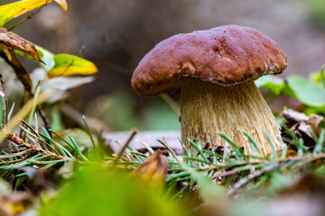 mushroom in the forest