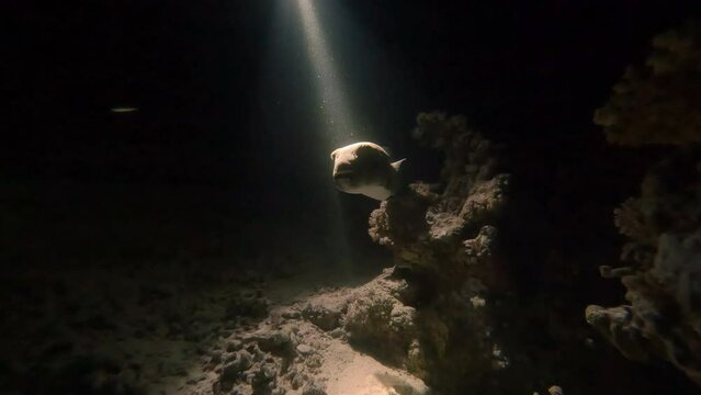 Starry pufferfish swimming underwater closeup. Stellate puffer fish in ocean water close view. Exploring marine life on dark seabed