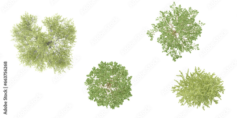 Poster birch tree top view for landscape plan and architecture layout