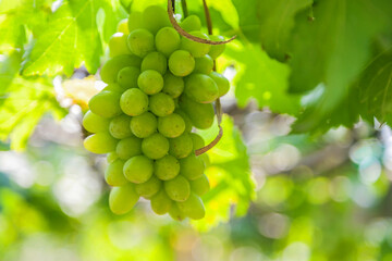 Farm Agricultural Green Grape Ripe green grape in vineyard. Grapes green taste sweet growing natural.