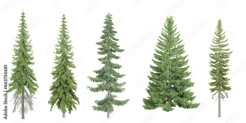 Wall mural photorealistic 3d rendering of fir trees in transparent background