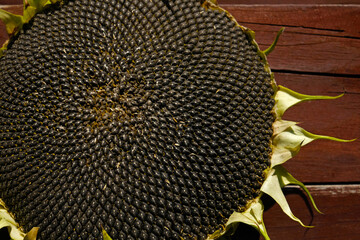 Ripe sunflower head with black sunflower seeds close-up. Harvest sunflower. Agriculture.